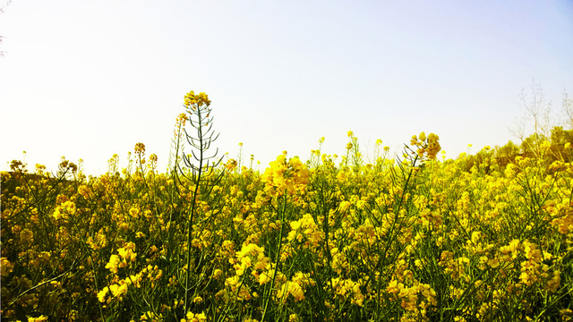油菜花