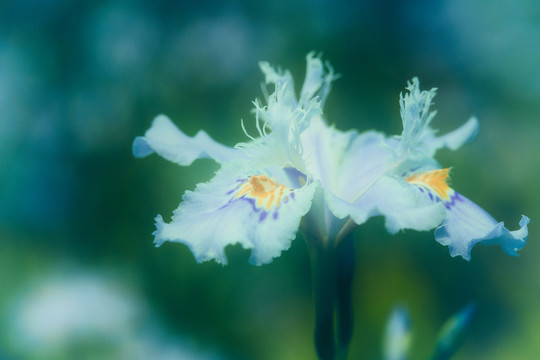 鳶尾花
