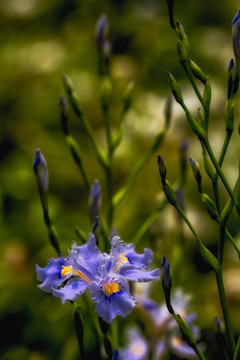 鳶尾花