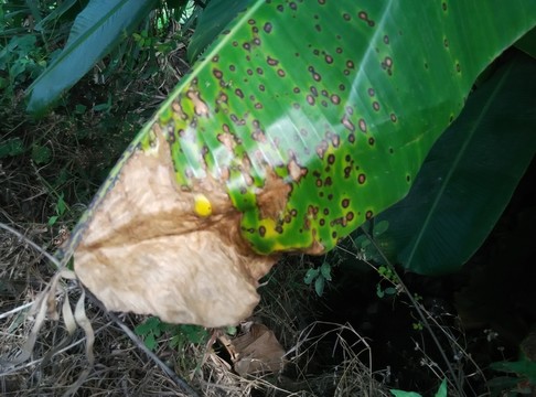 香蕉葉