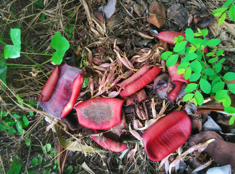 香蕉花瓣
