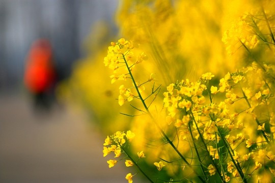油菜花