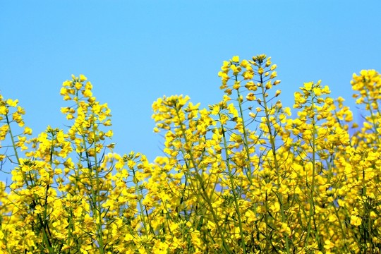 油菜花
