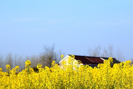 油菜花