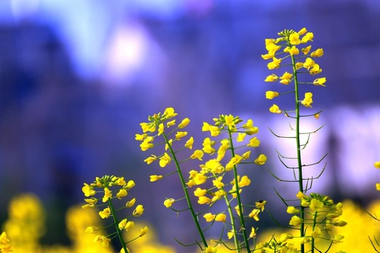 油菜花