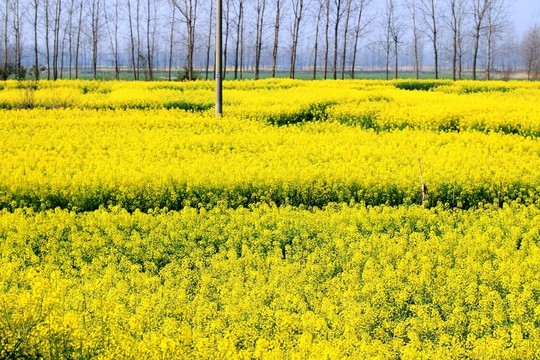 油菜花