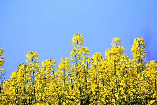 油菜花