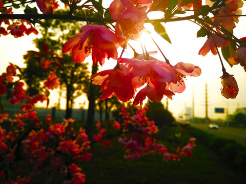桃花