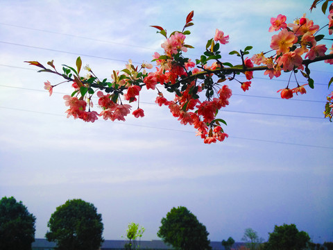 桃花