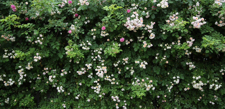 薔薇花