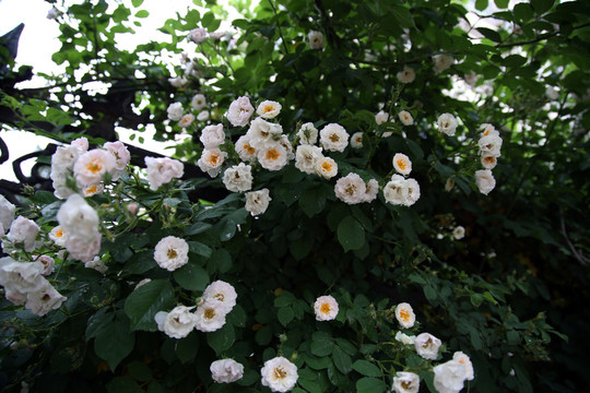 薔薇花