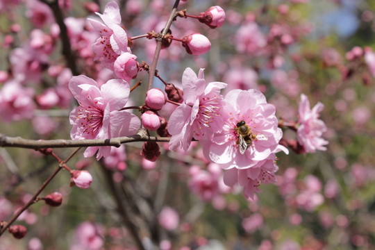 梅花  蜜蜂
