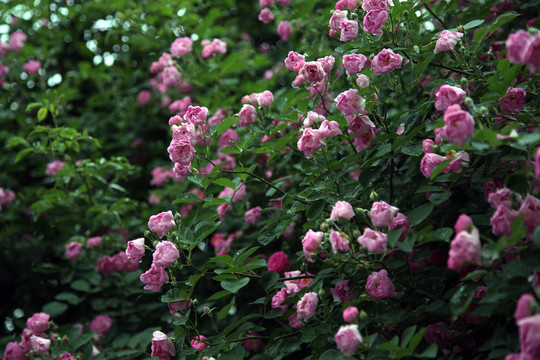 薔薇花