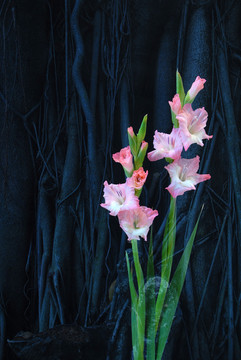 花朵 鮮花 綠葉 創(chuàng)意 百合花
