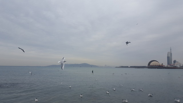 海邊 海鷗