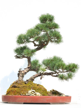 羅漢松盆景
