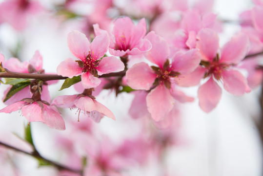 桃花盛開(kāi)