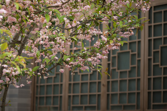 櫻花