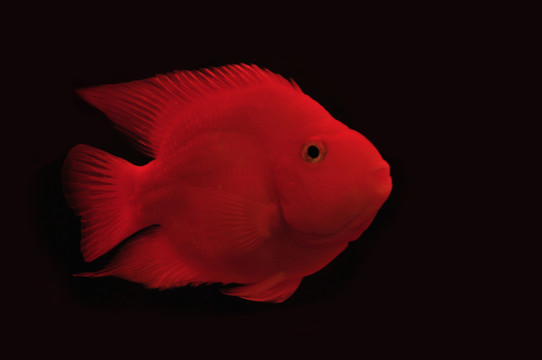 紅色的金魚