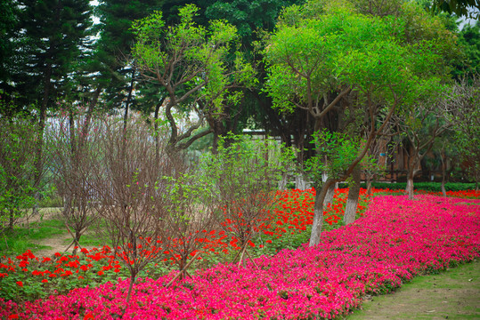 花園樹林