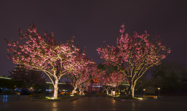 櫻花夜景