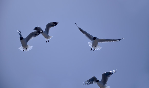 飛翔的鳥