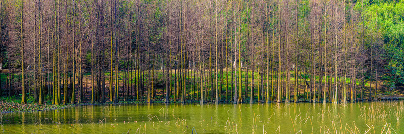 陽(yáng)光水杉