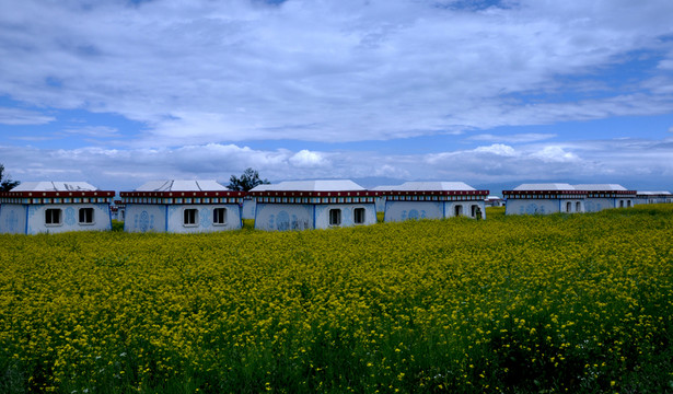 油菜花