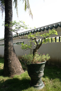 樹木 風(fēng)景 風(fēng)光 植被 素材