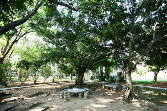 樹(shù)木 風(fēng)景 風(fēng)光 植被 素材