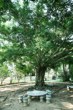 樹木 風景 風光 植被 素材