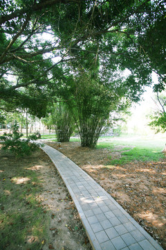 林中小路
