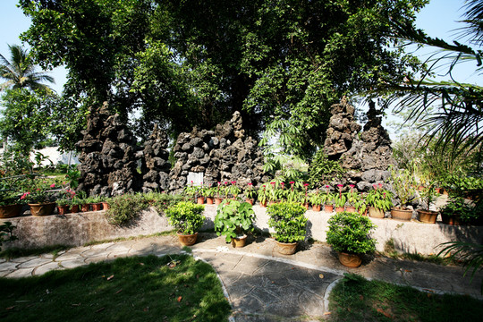 樹木 風(fēng)景 風(fēng)光 植被 素材