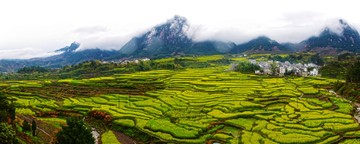 高清全景 油菜花