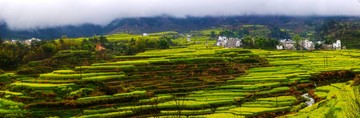 高清全景 油菜花