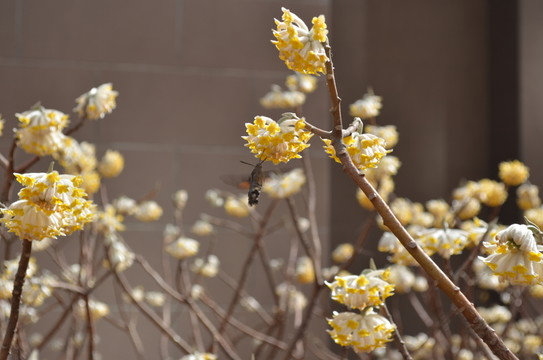 蝶戀花