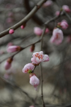 桃花