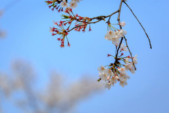 上海辰山植物園櫻花