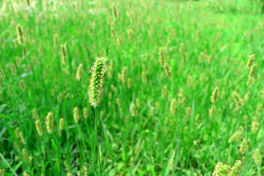狗尾草花