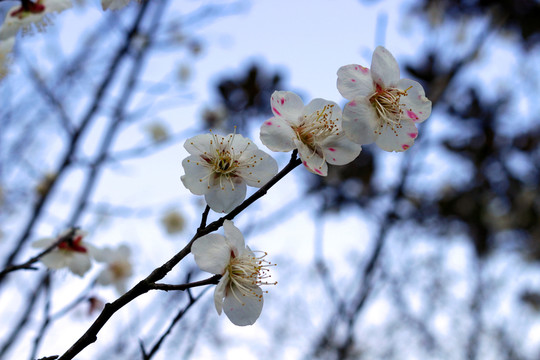 梅花