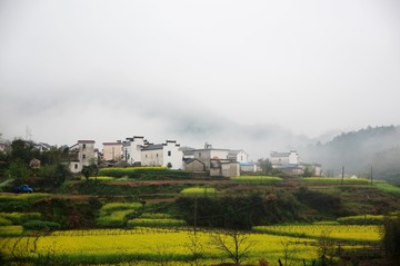 油菜花