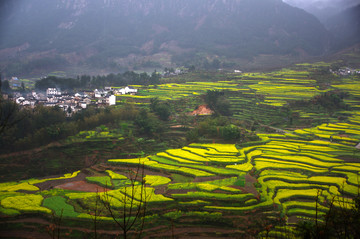 油菜花