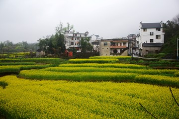 油菜花