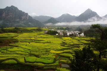 油菜花