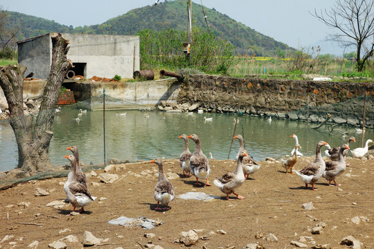 家禽飼養(yǎng)