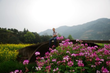 油菜花