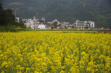 油菜花