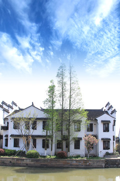 西塘古鎮(zhèn) 杉樹