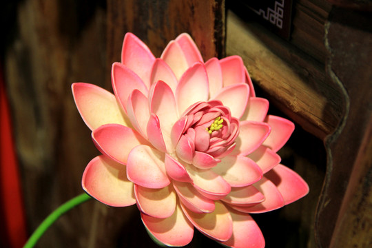 蓮花 睡蓮 荷花