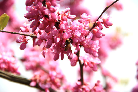 紫色花 蜜蜂采蜜